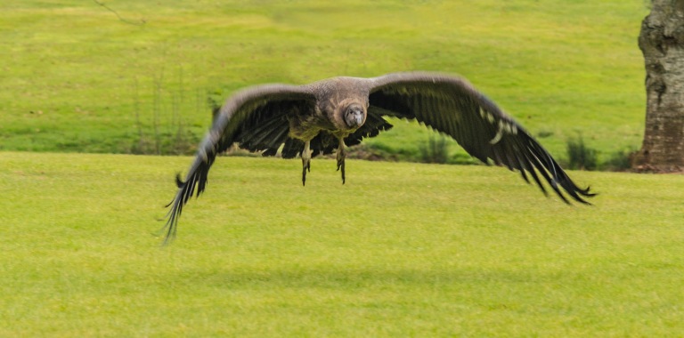 flying condor